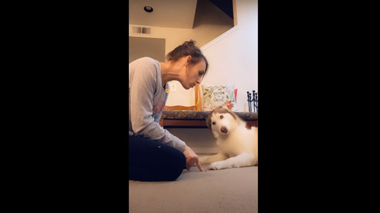 Χάσκυ αρνείται πεισματικά πως έκανε ζημιά